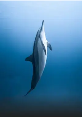 Dolphins   Ocean Dream